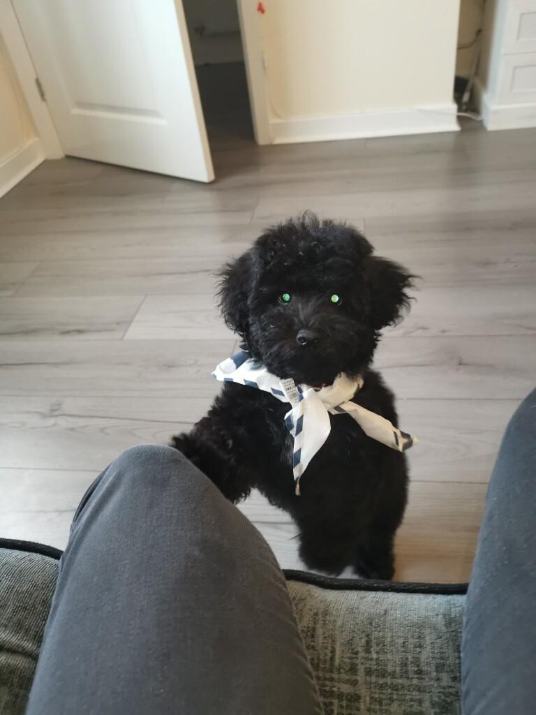 gumtree poodle cross